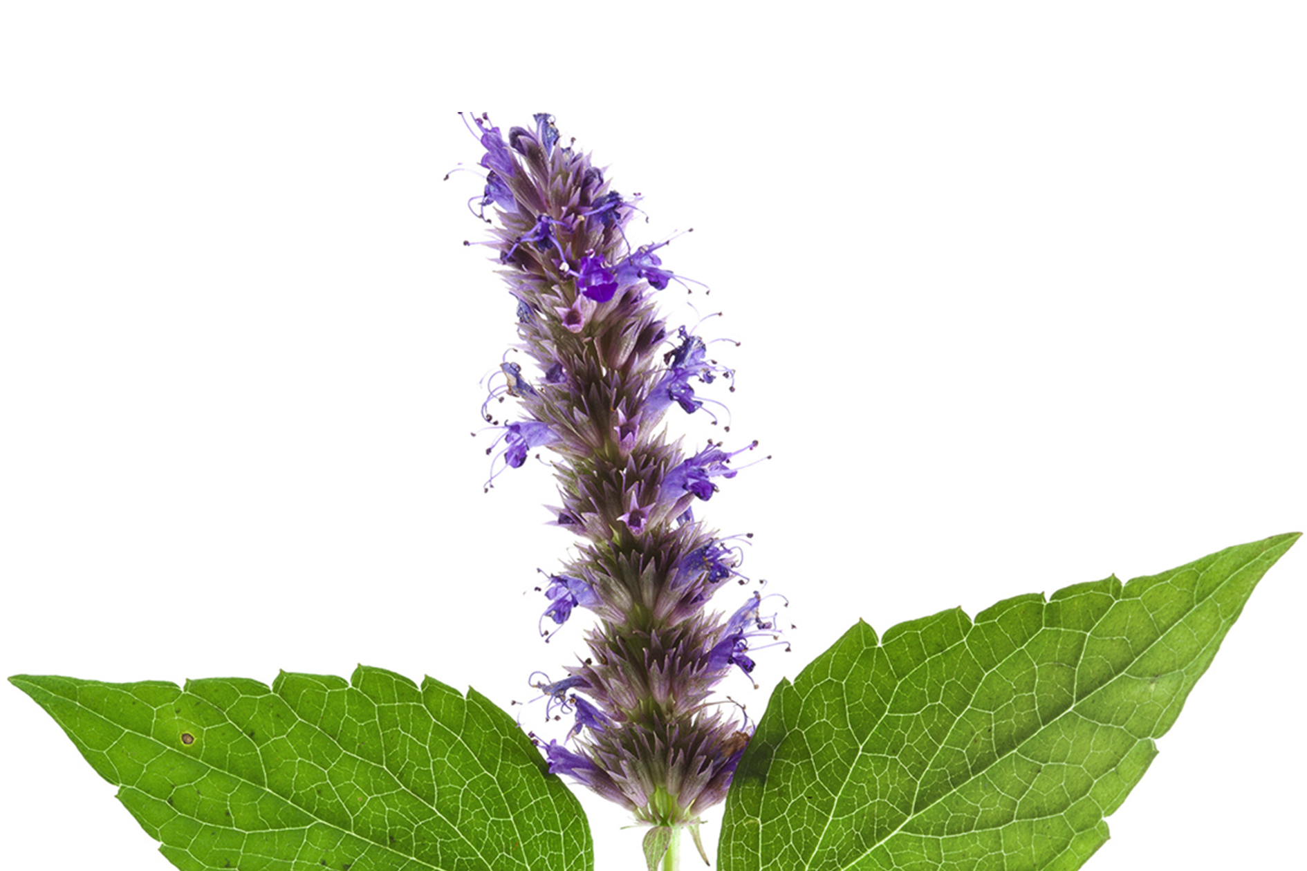 Patchouli Flower