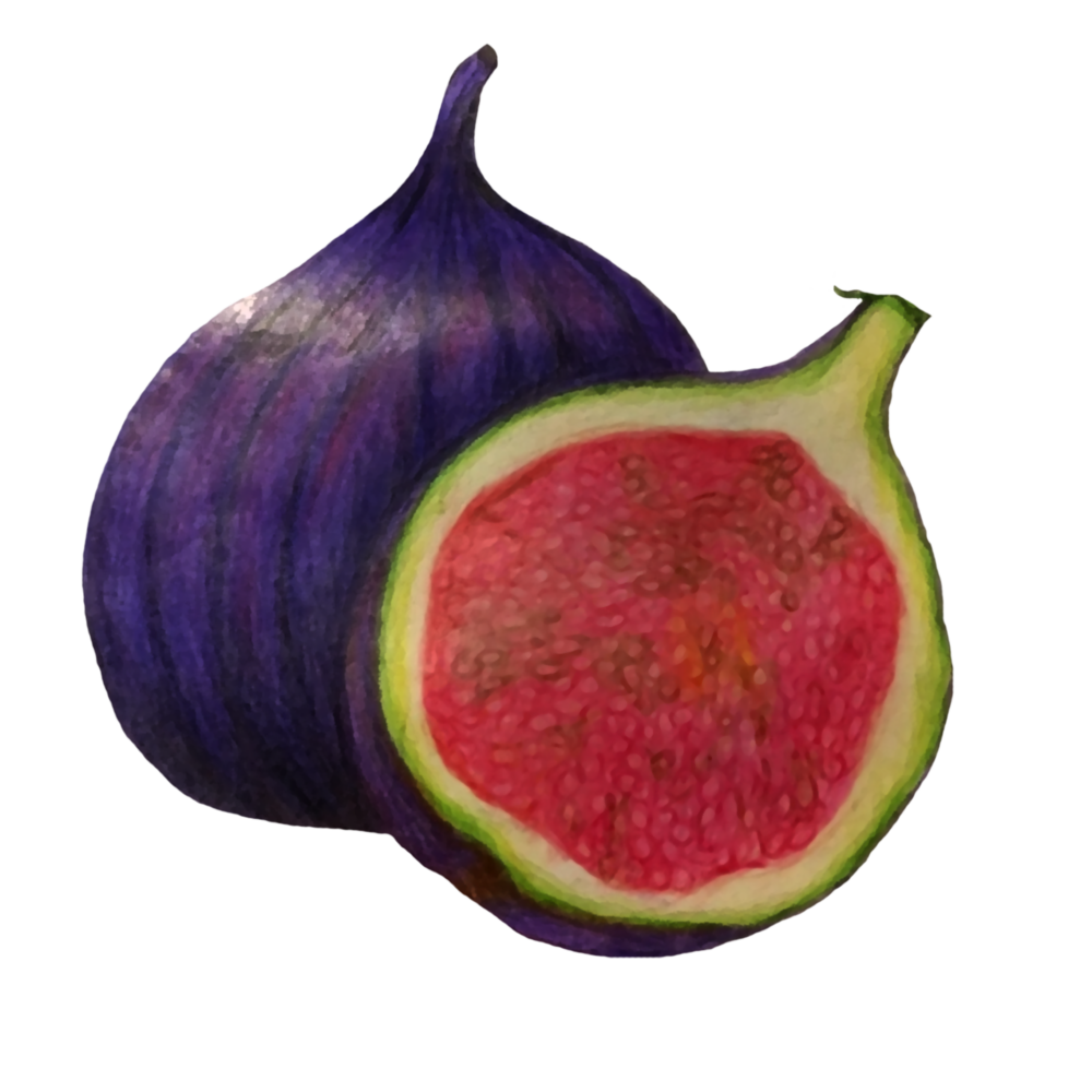 attribute-motif-fig-white