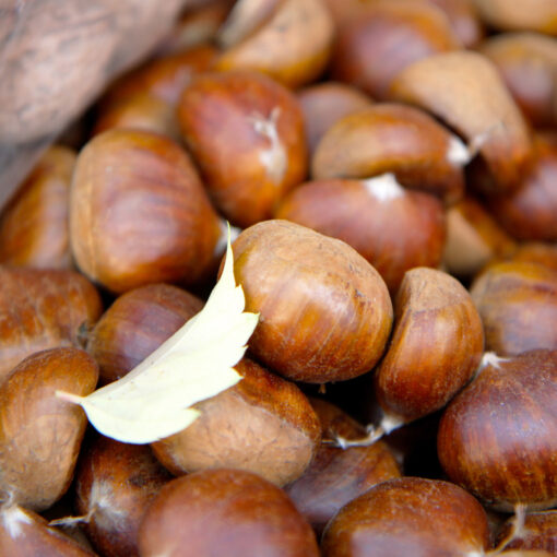 chestnuts-5811