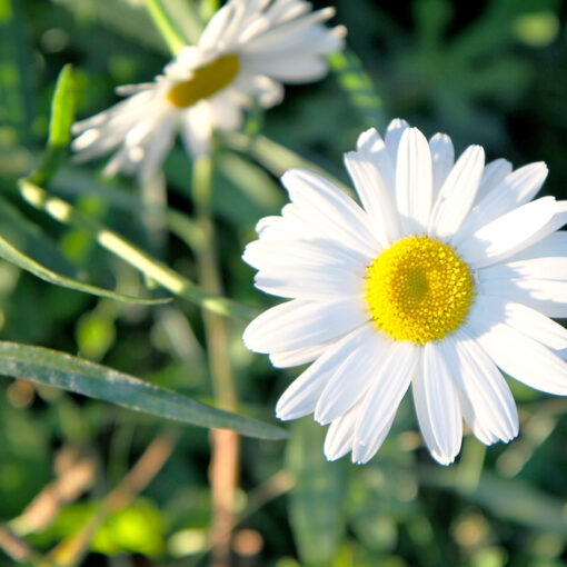 selimiye-turkey-0781