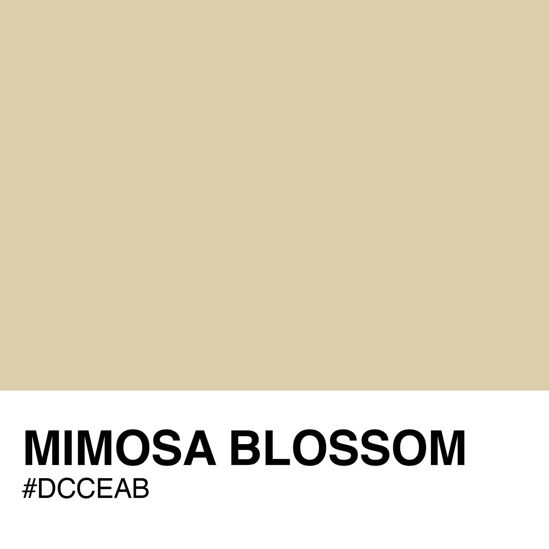 DCCEAB-MIMOSA-BLOSSOM