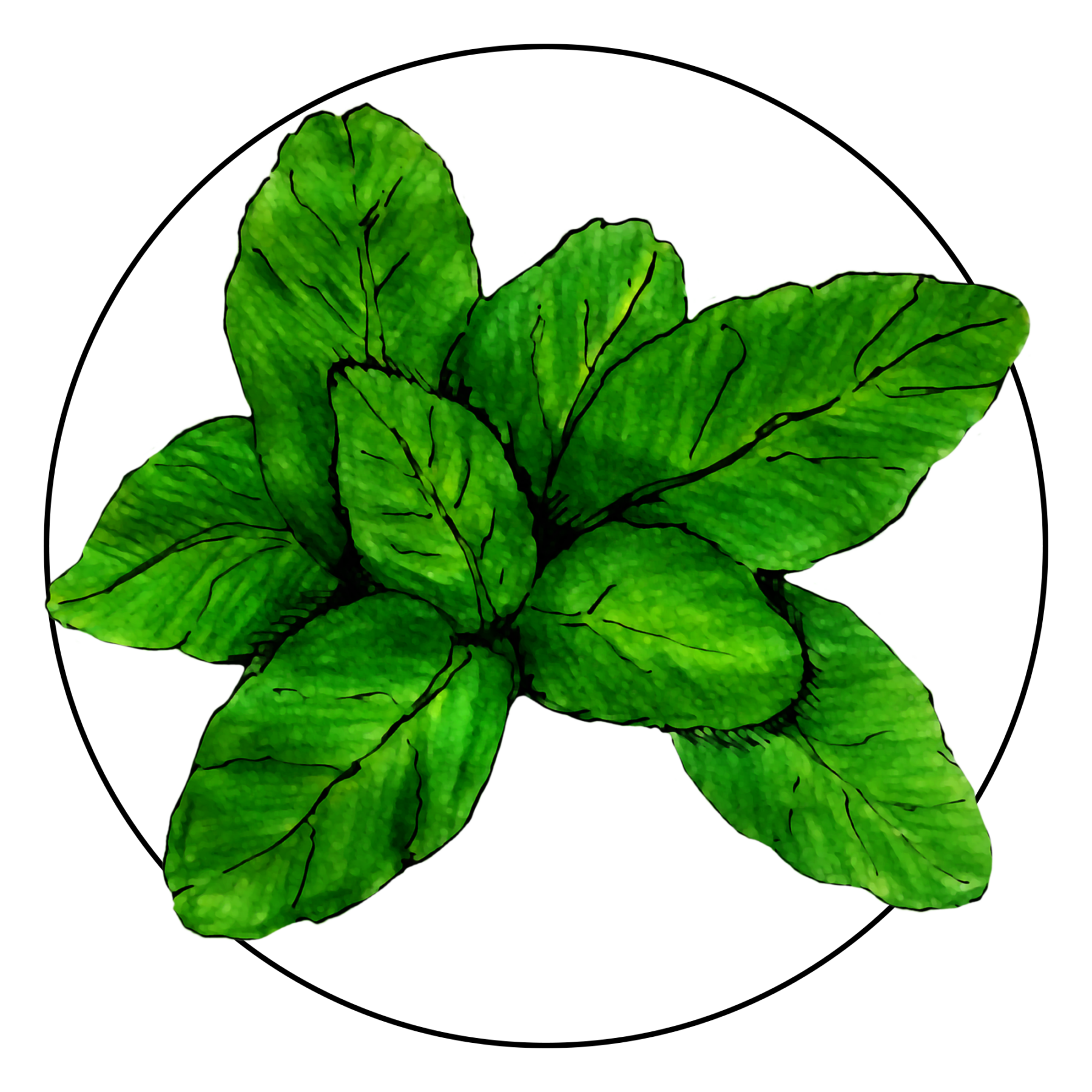 attribute-motif-basil