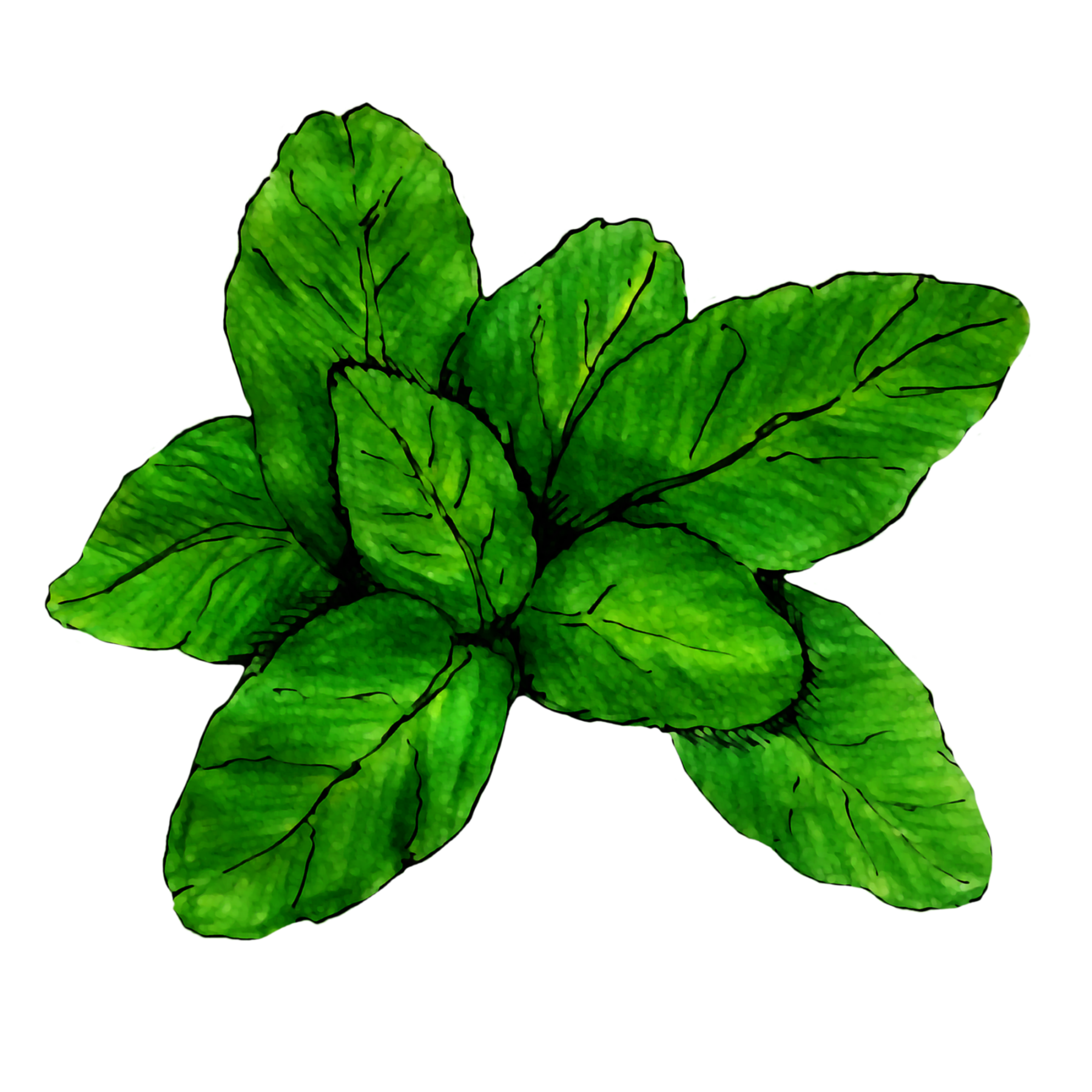 Free Basil Icon 70 x 70 cm - Image 2