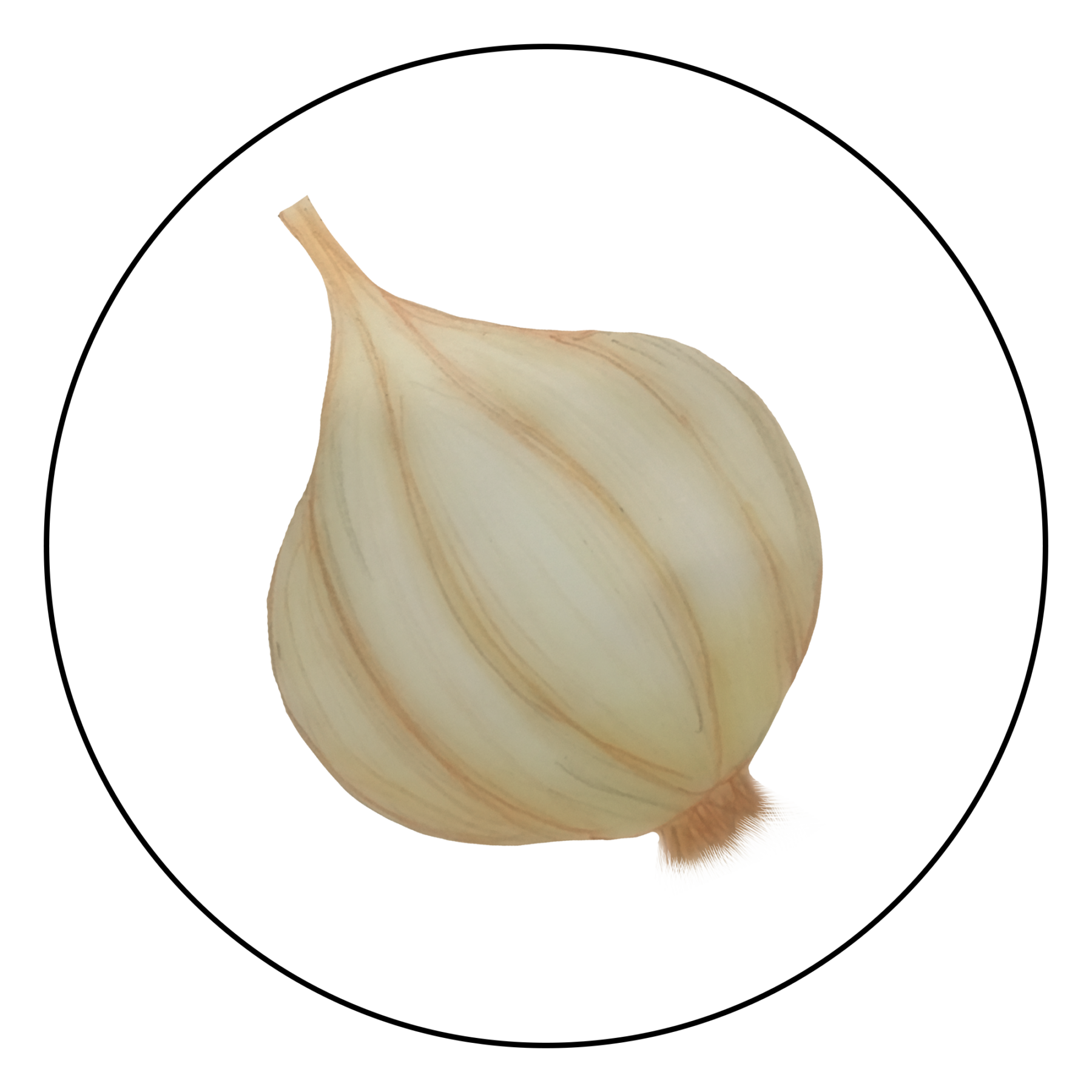 attribute-motif-garlic