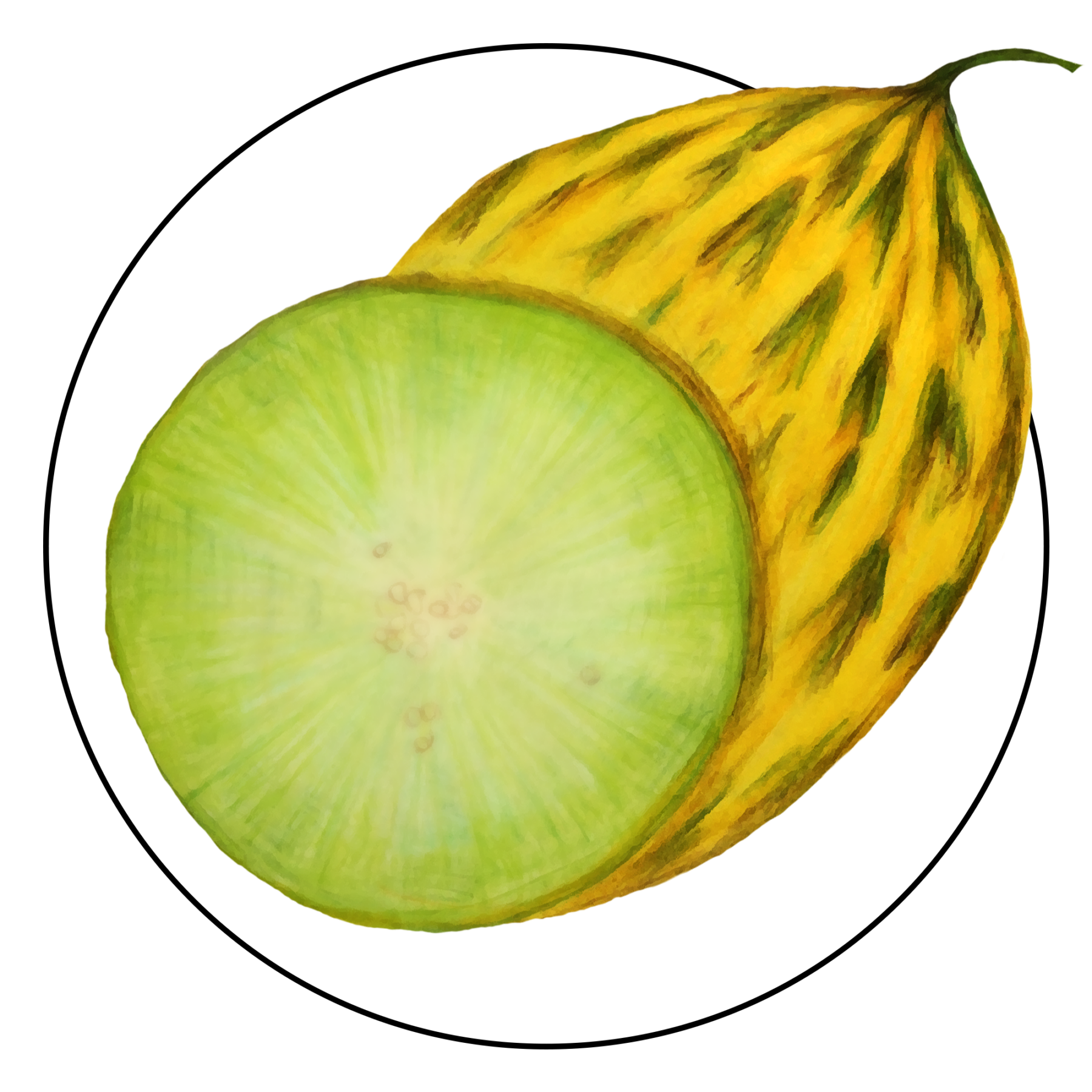 attribute-motif-melon