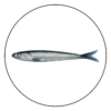 attribute-motif-anchovy