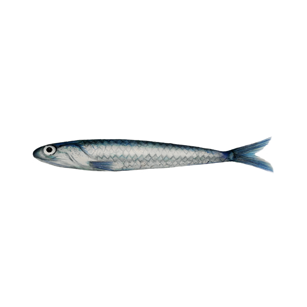 attribute-motif-anchovy-white