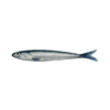 attribute-motif-anchovy-white