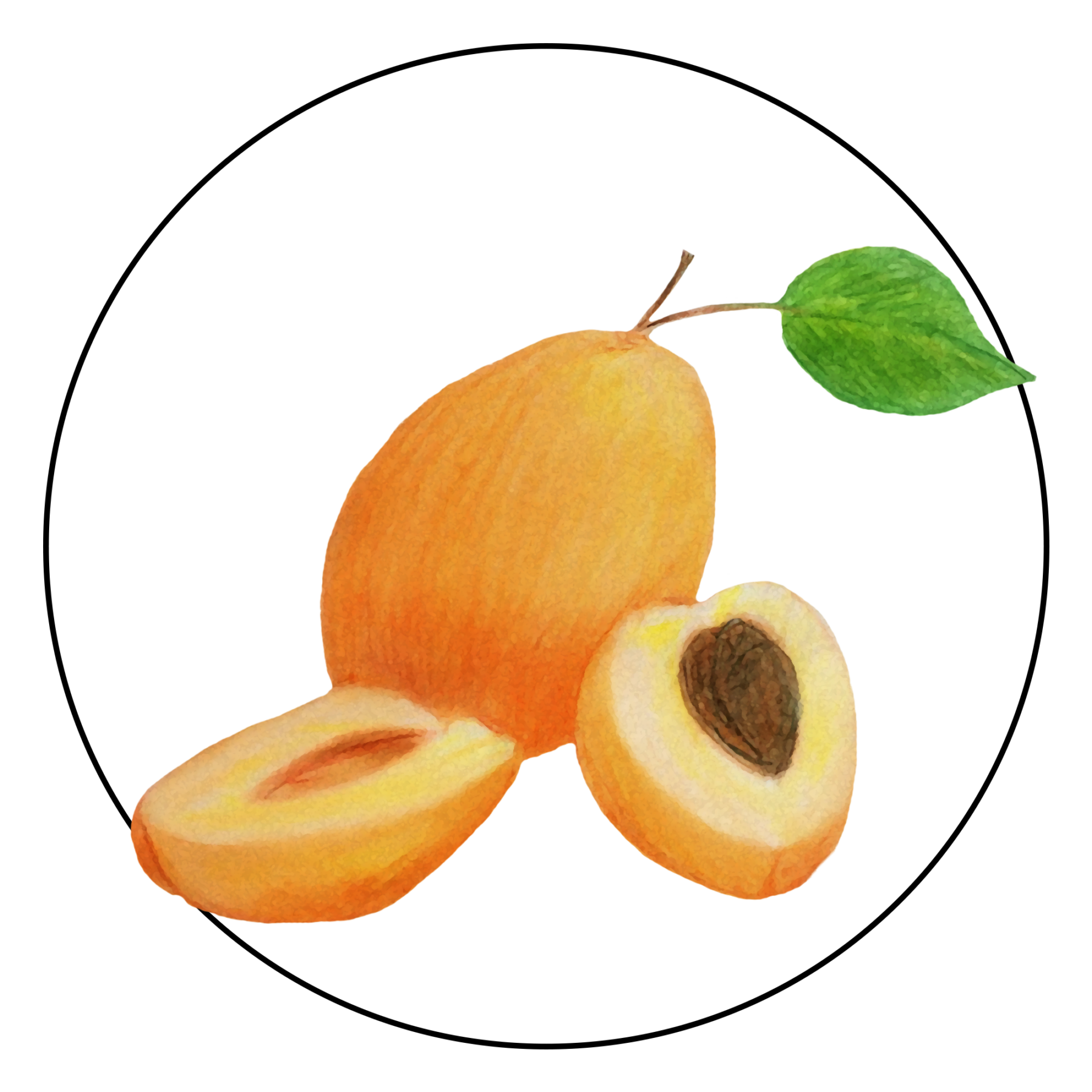 attribute-motif-apricot