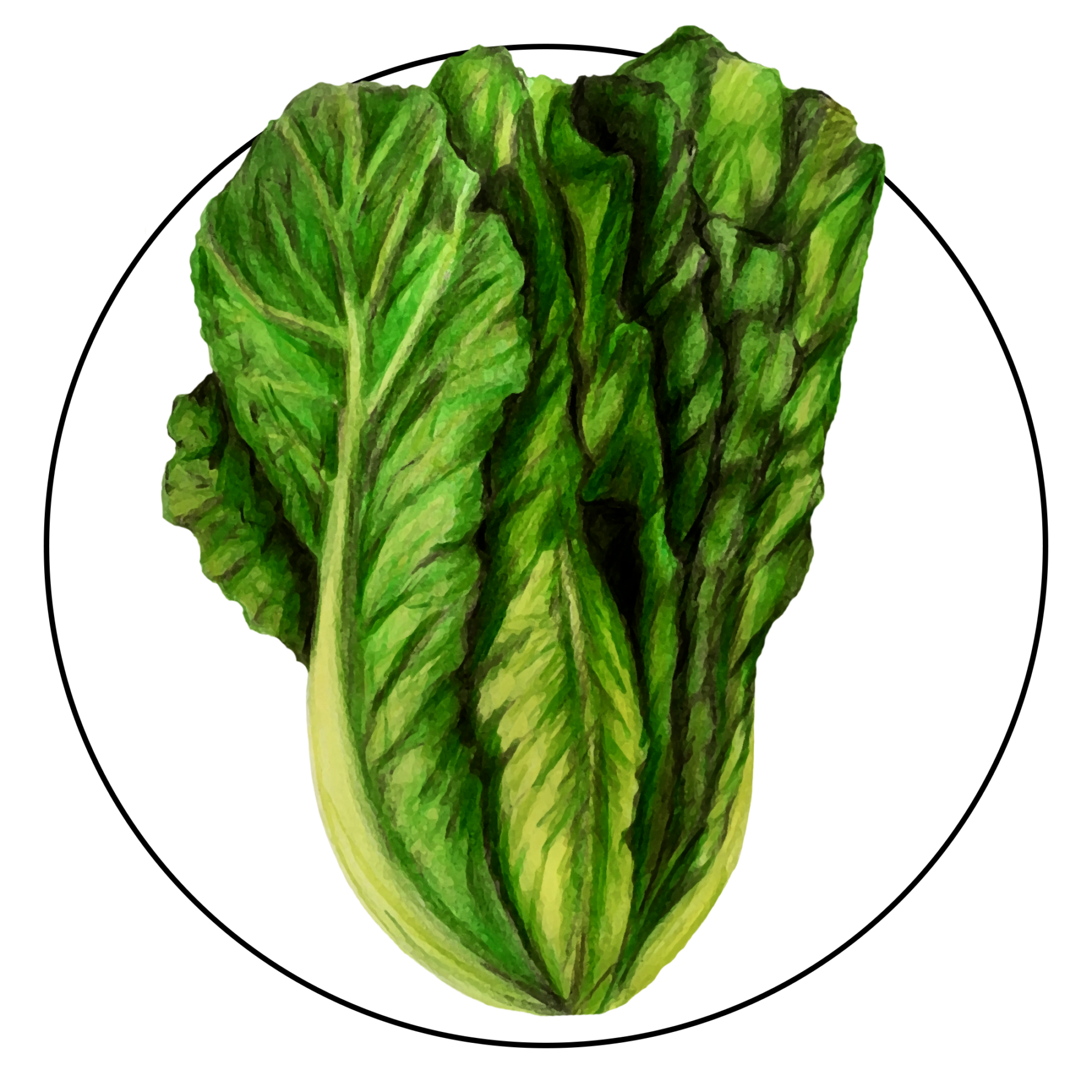 attribute-motif-lettuce