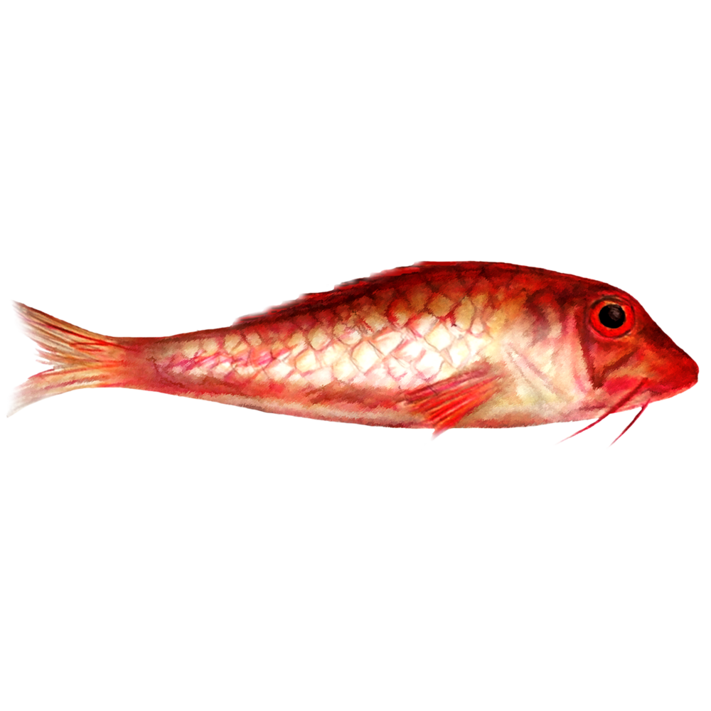 attribute-seafood-red-mullet