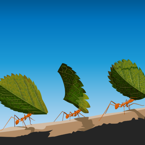 ants