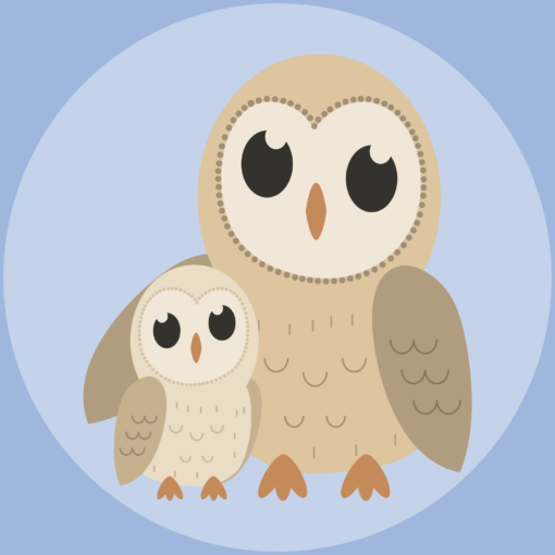 baby-owl