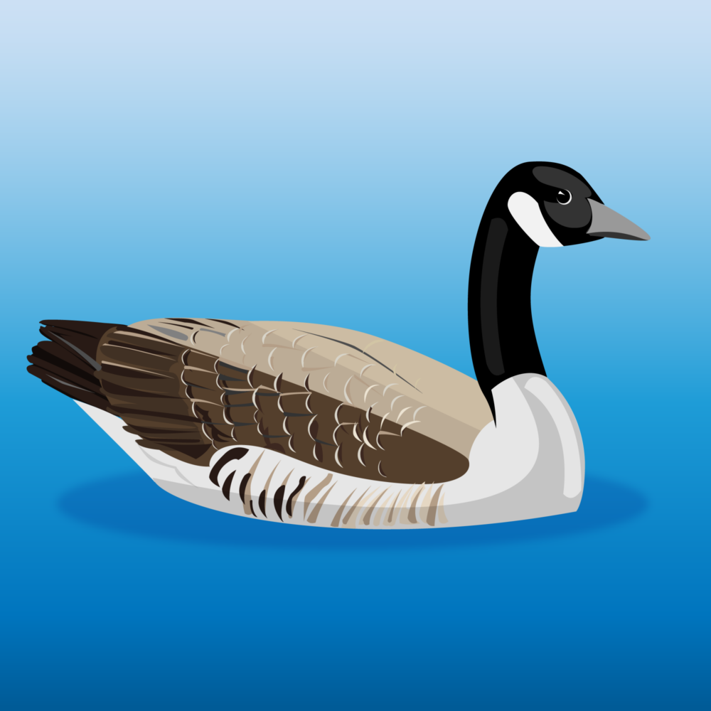 canadian-goose