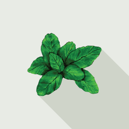 jason-b-graham-basil-icon-featured-image