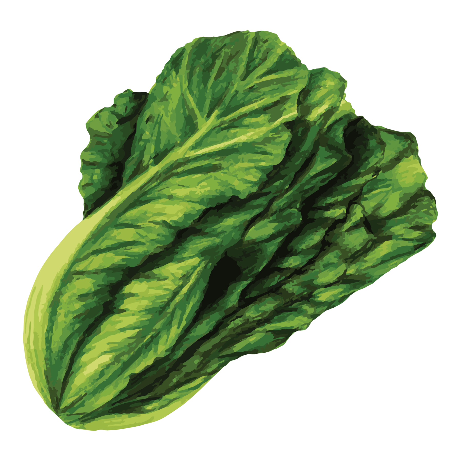 jason-b-graham-lettuce-icon-f2b523-free-download