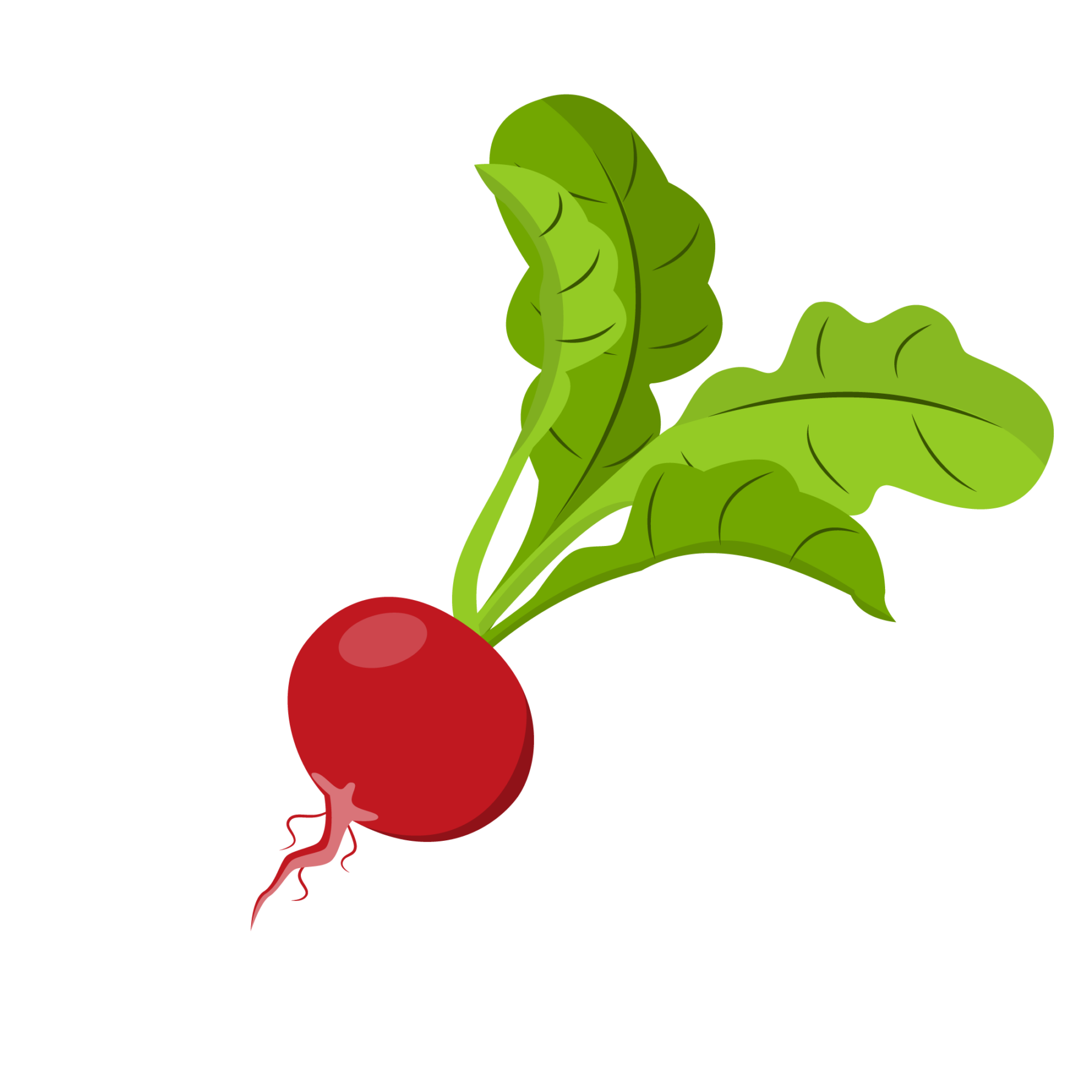 radish-icon