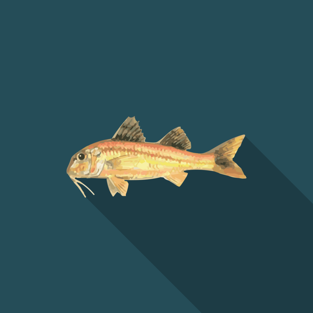 jason-b-graham-striped-red-mullet-icon-264c57-featured-image