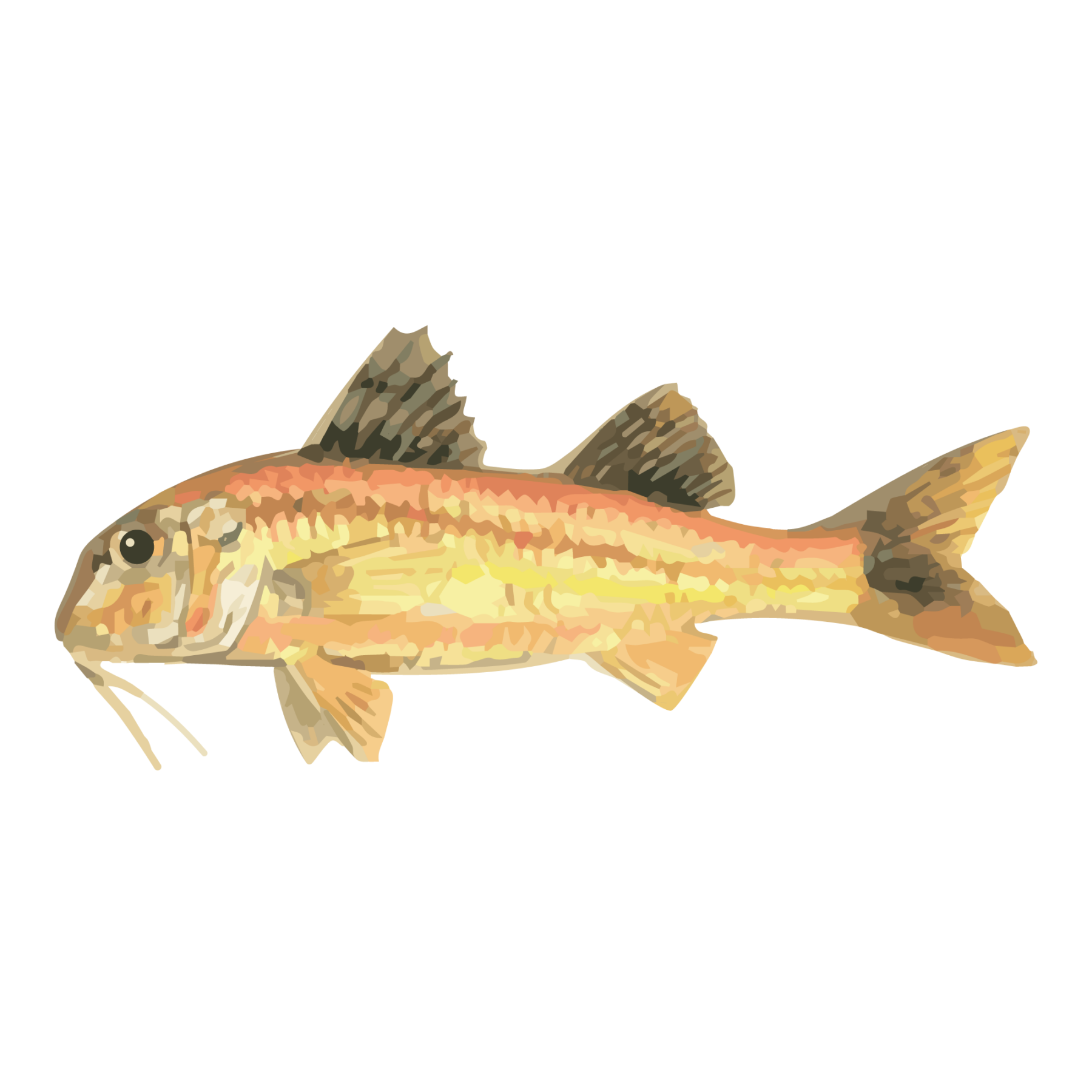 jason-b-graham-striped-red-mullet-icon-264c57-free-download